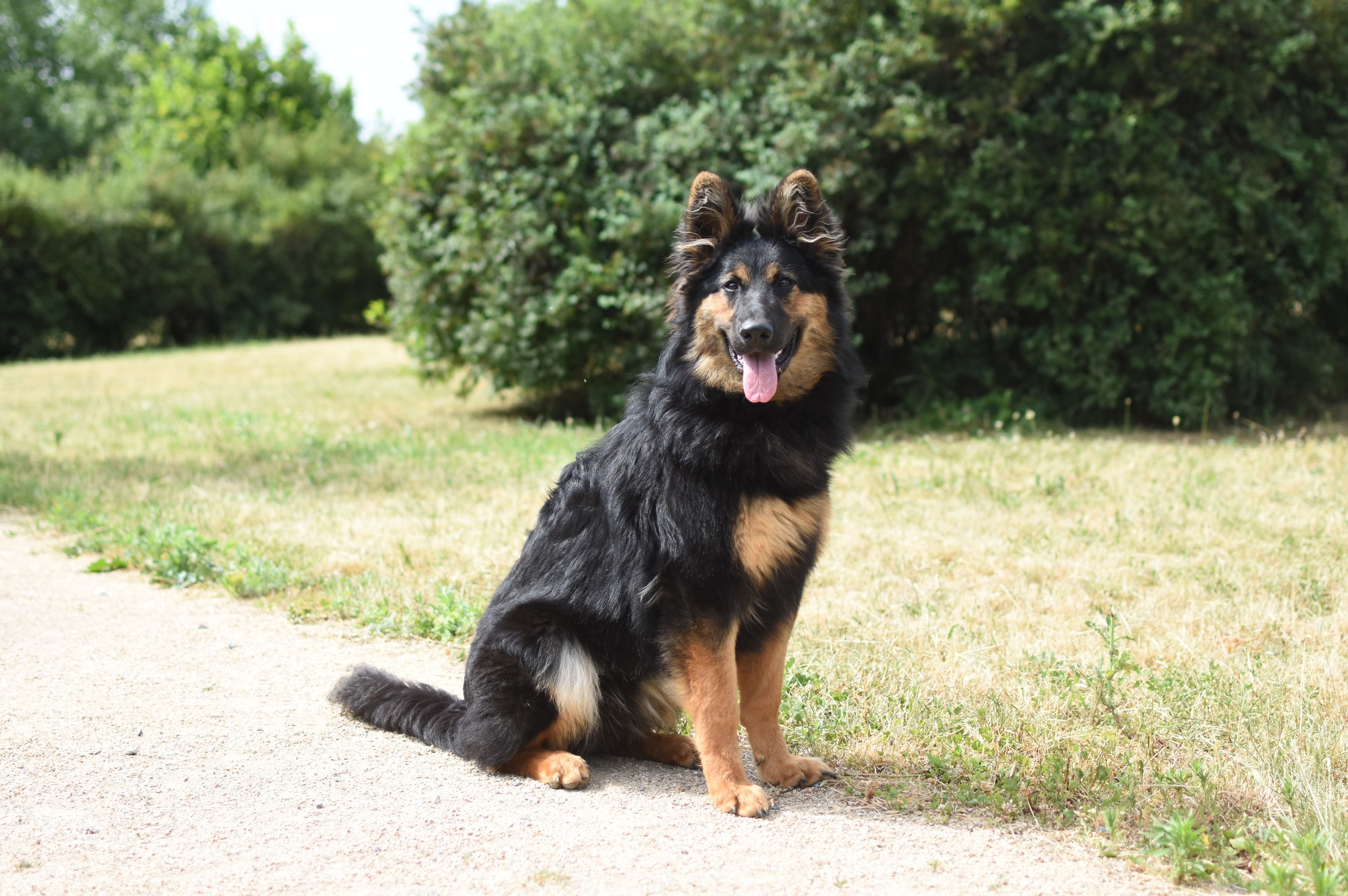 Kopretina od Brány Ráje alias Terri