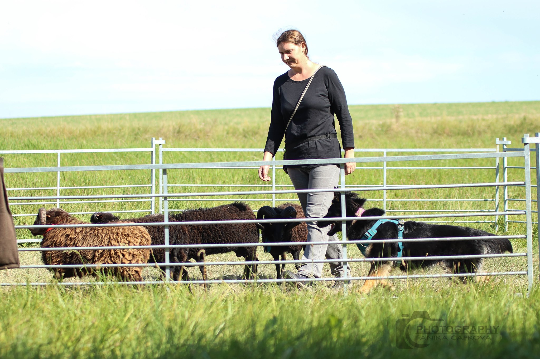 Pasení - Kopretina od Brány Ráje